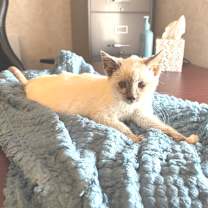 Thumbnail photo of Autumn EJS #2