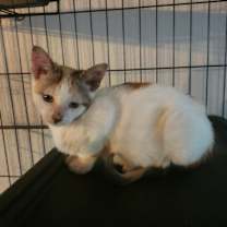 Thumbnail photo of Nichole EJS #1