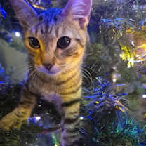 Thumbnail photo of Jake Jo-AR #1