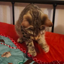 Thumbnail photo of Jake Jo-AR #3