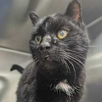 Thumbnail photo of Bob Marley #1