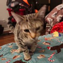 Thumbnail photo of Jake Jo-AR #4