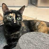 Thumbnail photo of Lady Noel #1