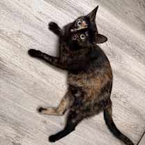 Thumbnail photo of Lady Noel #2