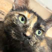 Thumbnail photo of Lady Noel #3