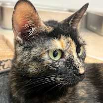 Thumbnail photo of Lady Noel #4