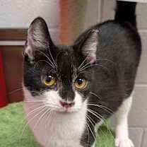 Thumbnail photo of Bandit #2