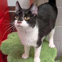 Thumbnail photo of Bandit #4