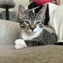 Thumbnail photo of String Bean #4