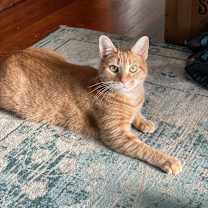 Thumbnail photo of Waverly (bonded with Waffles) #2