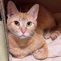 Thumbnail photo of Waverly (bonded with Waffles) #3