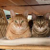 Thumbnail photo of Waverly (bonded with Waffles) #4