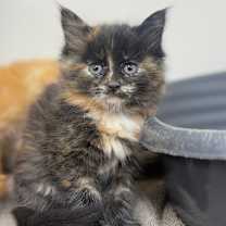 Thumbnail photo of Akdar #1