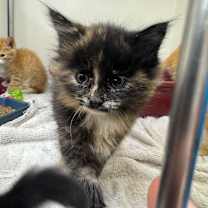 Thumbnail photo of Akdar #2