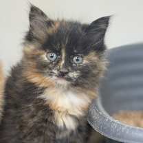 Thumbnail photo of Akdar #3