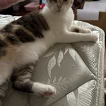 Thumbnail photo of Luna #1