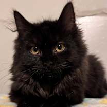 Thumbnail photo of Janne #1