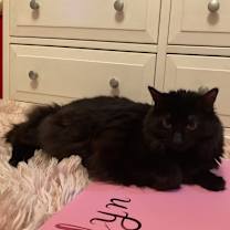 Thumbnail photo of Misty #2