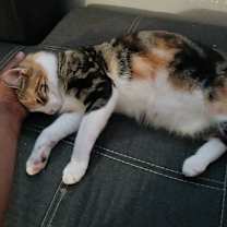 Thumbnail photo of Fumi #3