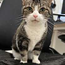 Thumbnail photo of KitKat #2