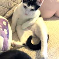 Thumbnail photo of Milo #3