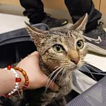 Thumbnail photo of Mouse #1