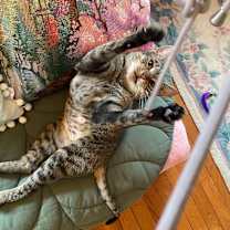 Thumbnail photo of Mouse #2