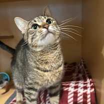 Thumbnail photo of Lunar Eclipse #1