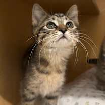 Thumbnail photo of Cassiopeia #1