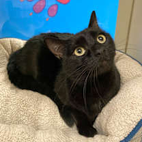 Thumbnail photo of Urchin #1