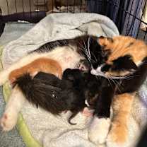 Thumbnail photo of Autumn #2