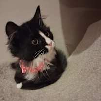 Thumbnail photo of Mrs. Claus #2