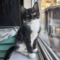 Thumbnail photo of Feyre  #1