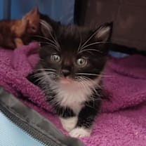 Thumbnail photo of Feyre  #2