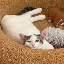 Thumbnail photo of Churu #1