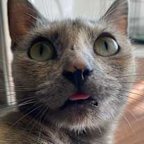 Thumbnail photo of Waffle #1