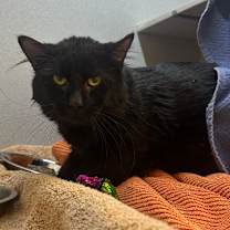 Thumbnail photo of Pierre #1