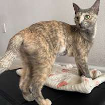 Thumbnail photo of Waffle #4