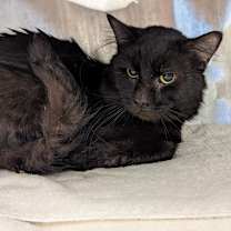 Thumbnail photo of Pierre #2