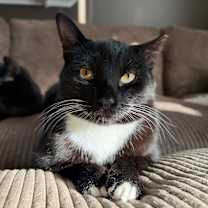 Thumbnail photo of Papa #1