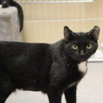 Thumbnail photo of Apple Pie #1