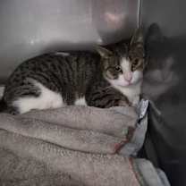 Thumbnail photo of Holidaylights #2