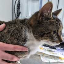 Thumbnail photo of HolidayAngel #2