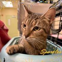 Thumbnail photo of SPARKLES #1