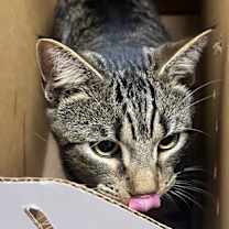 Thumbnail photo of Blackberry #3