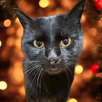 Thumbnail photo of Conan #1