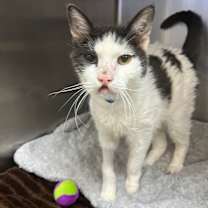 Thumbnail photo of Frankenstein #1