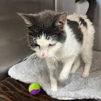 Thumbnail photo of Frankenstein #2