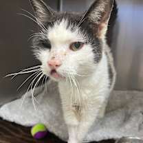 Thumbnail photo of Frankenstein #3