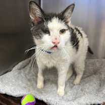 Thumbnail photo of Frankenstein #4